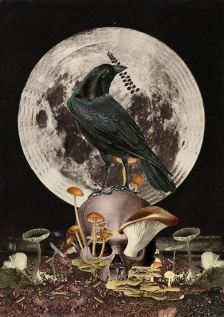 James Heginbottom - Resting Crow