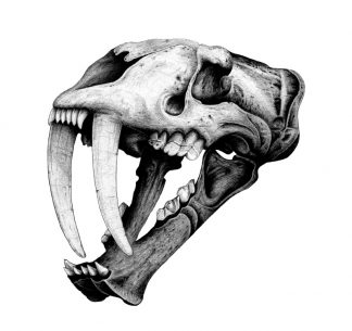 Pete Leng - Sabretooth Skull